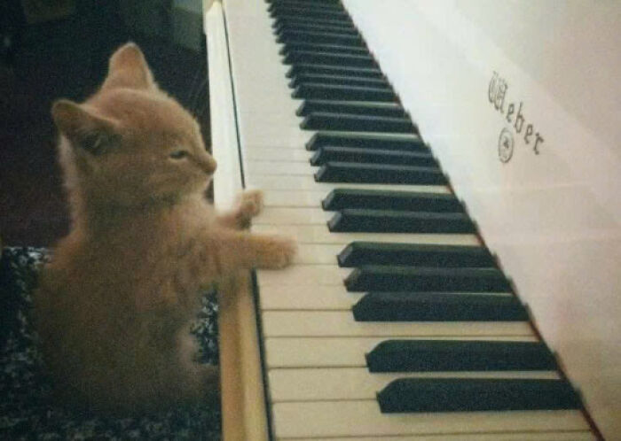 50 Pics Of Cats So Adorable They Should Probably Be Declared National Treasures