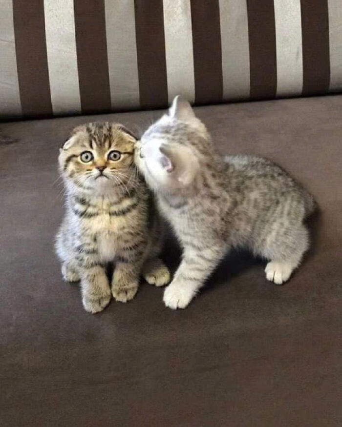 50 Pics Of Cats So Adorable They Should Probably Be Declared National Treasures