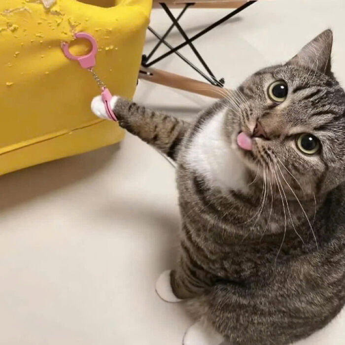 50 Pics Of Cats So Adorable They Should Probably Be Declared National Treasures