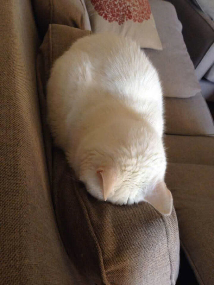 50 Pics Of Cats So Adorable They Should Probably Be Declared National Treasures