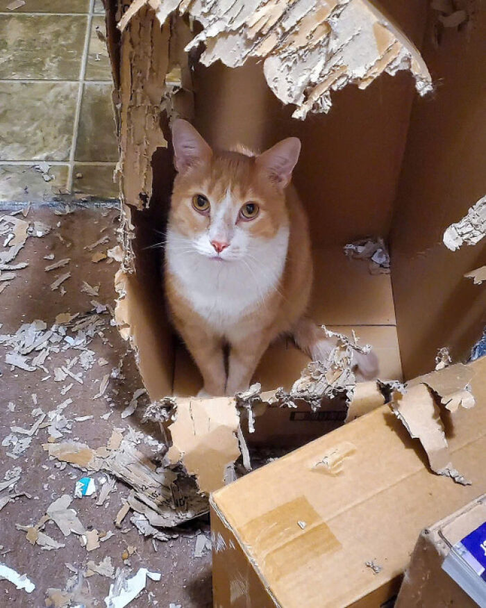50 Pics Of Cats So Adorable They Should Probably Be Declared National Treasures