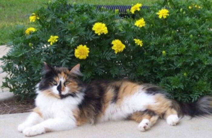 50 Pics Of Cats So Adorable They Should Probably Be Declared National Treasures