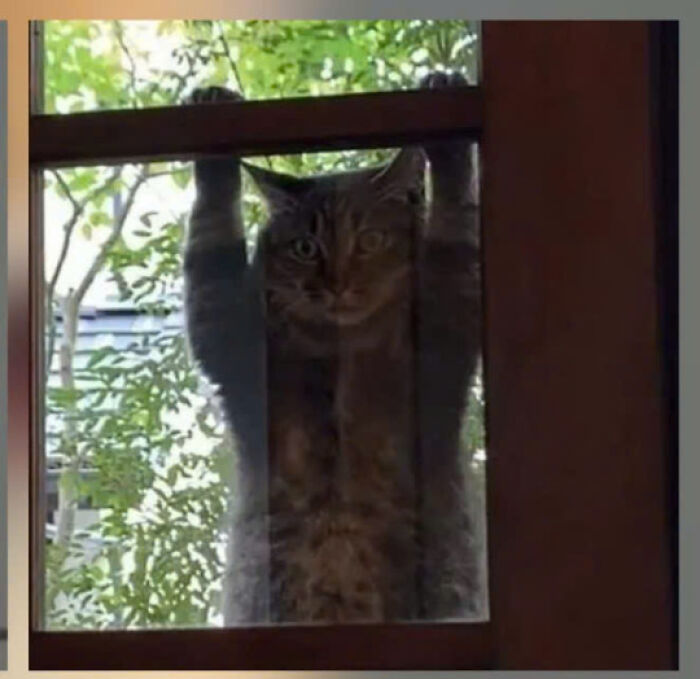 50 Pics Of Cats So Adorable They Should Probably Be Declared National Treasures