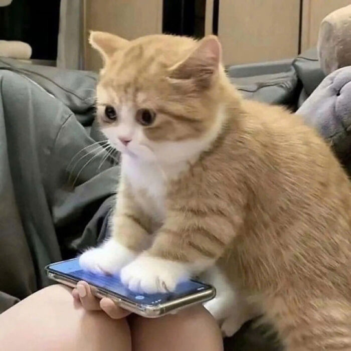 50 Pics Of Cats So Adorable They Should Probably Be Declared National Treasures