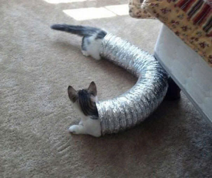 50 Pics Of Cats So Adorable They Should Probably Be Declared National Treasures