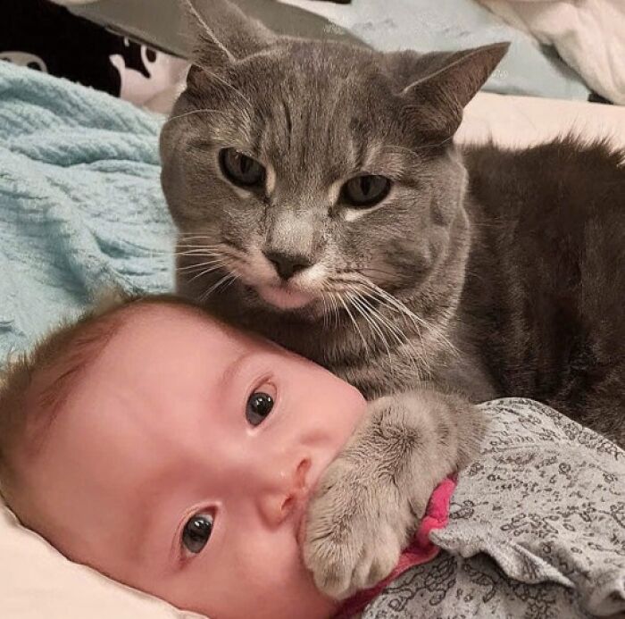 50 Pics Of Cats So Adorable They Should Probably Be Declared National Treasures