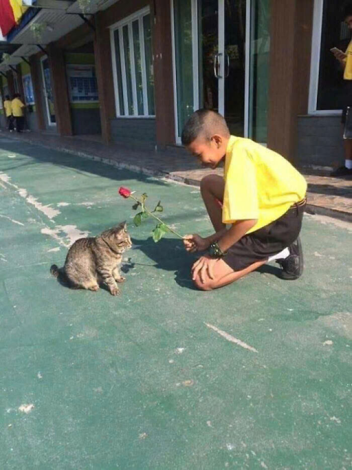 50 Pics Of Cats So Adorable They Should Probably Be Declared National Treasures