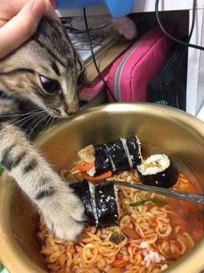 50 Pics Of Cats So Adorable They Should Probably Be Declared National Treasures