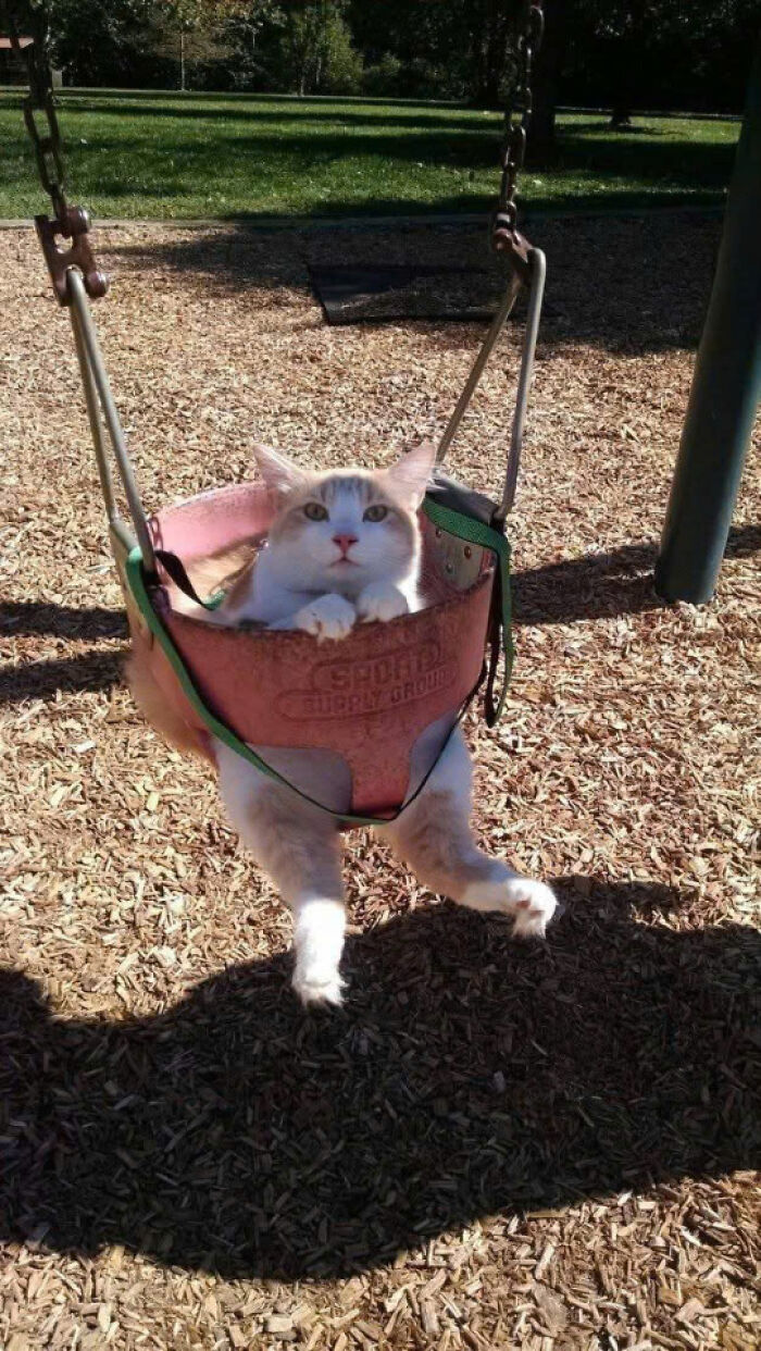 50 Pics Of Cats So Adorable They Should Probably Be Declared National Treasures