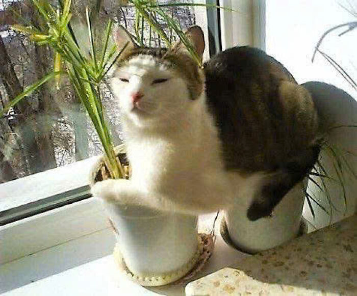 50 Pics Of Cats So Adorable They Should Probably Be Declared National Treasures