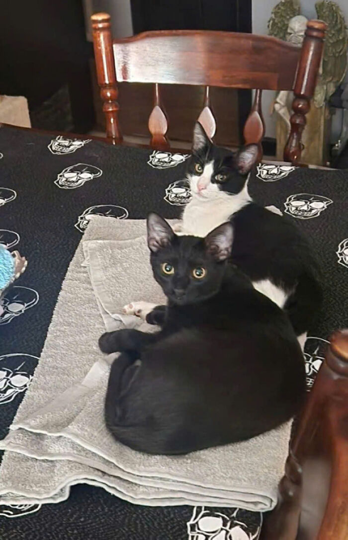 50 Pics Of Cats So Adorable They Should Probably Be Declared National Treasures