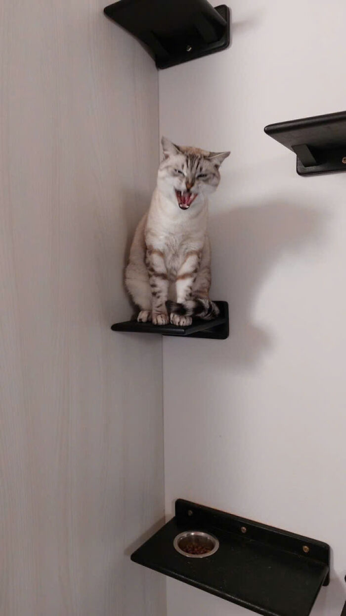 50 Pics Of Cats So Adorable They Should Probably Be Declared National Treasures