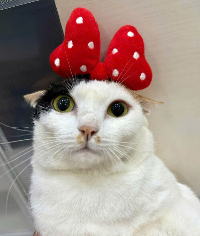 50 Pics Of Cats So Adorable They Should Probably Be Declared National Treasures