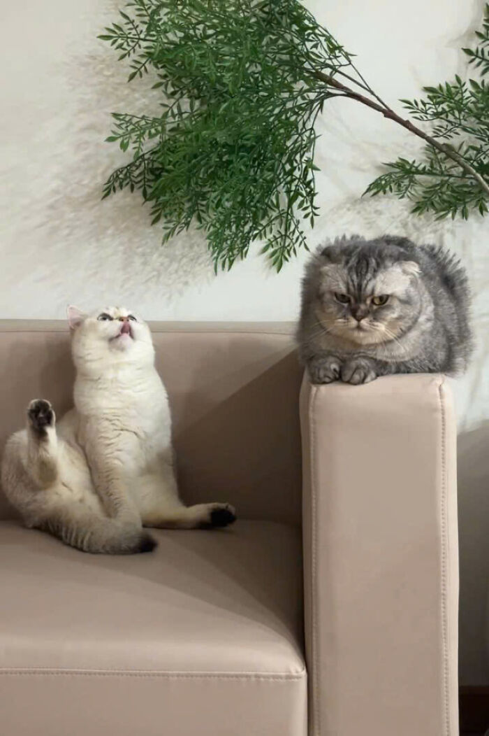 50 Pics Of Cats So Adorable They Should Probably Be Declared National Treasures