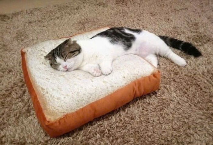 50 Pics Of Cats So Adorable They Should Probably Be Declared National Treasures