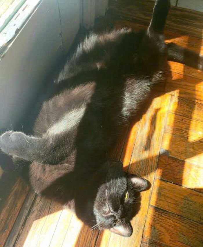 50 Pics Of Cats So Adorable They Should Probably Be Declared National Treasures