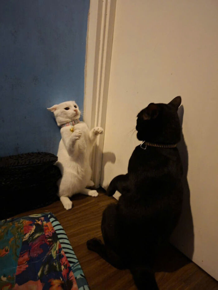 50 Pics Of Cats So Adorable They Should Probably Be Declared National Treasures