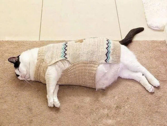 50 Pics Of Cats So Adorable They Should Probably Be Declared National Treasures