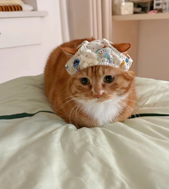 50 Pics Of Cats So Adorable They Should Probably Be Declared National Treasures