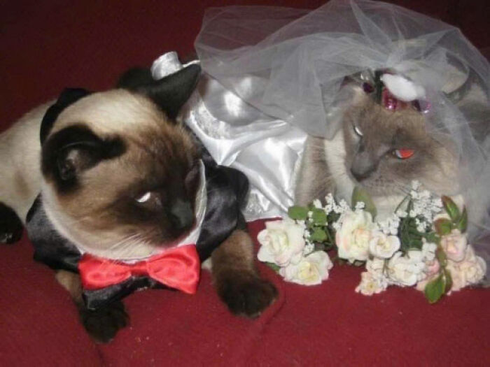 50 Pics Of Cats So Adorable They Should Probably Be Declared National Treasures