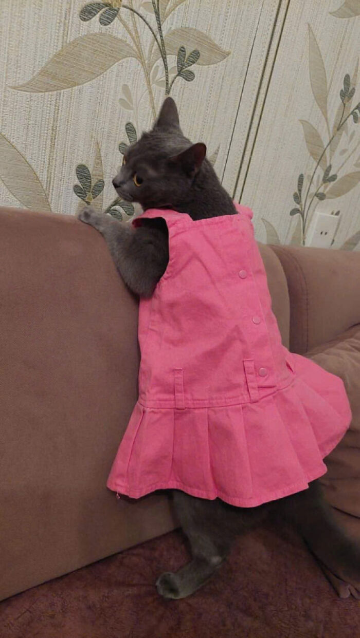 50 Pics Of Cats So Adorable They Should Probably Be Declared National Treasures