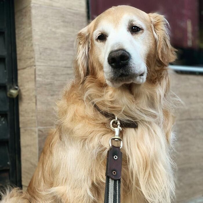 This Brave Golden Retriever Touched Thousands Of Lives Before Passing Away