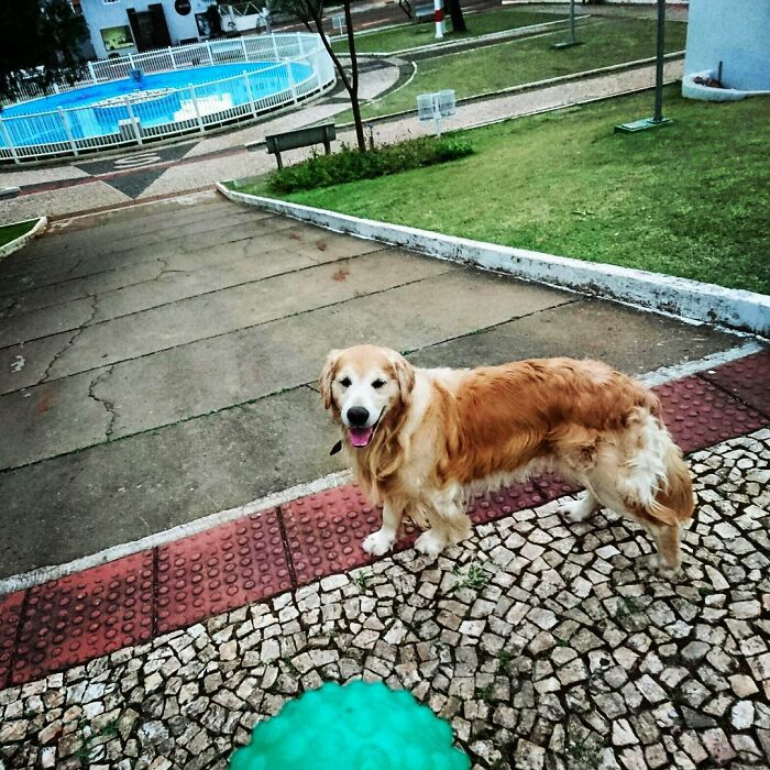 This Brave Golden Retriever Touched Thousands Of Lives Before Passing Away