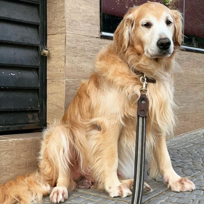 This Brave Golden Retriever Touched Thousands Of Lives Before Passing Away