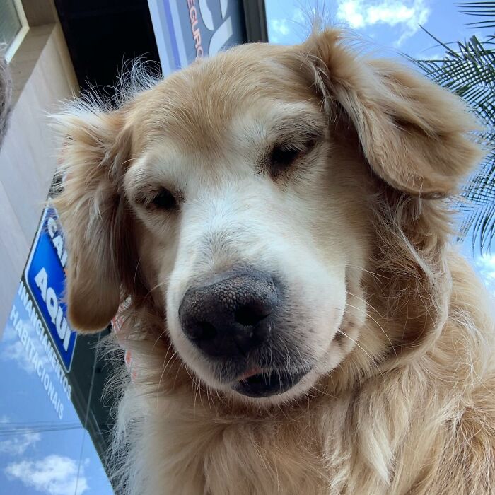 This Brave Golden Retriever Touched Thousands Of Lives Before Passing Away