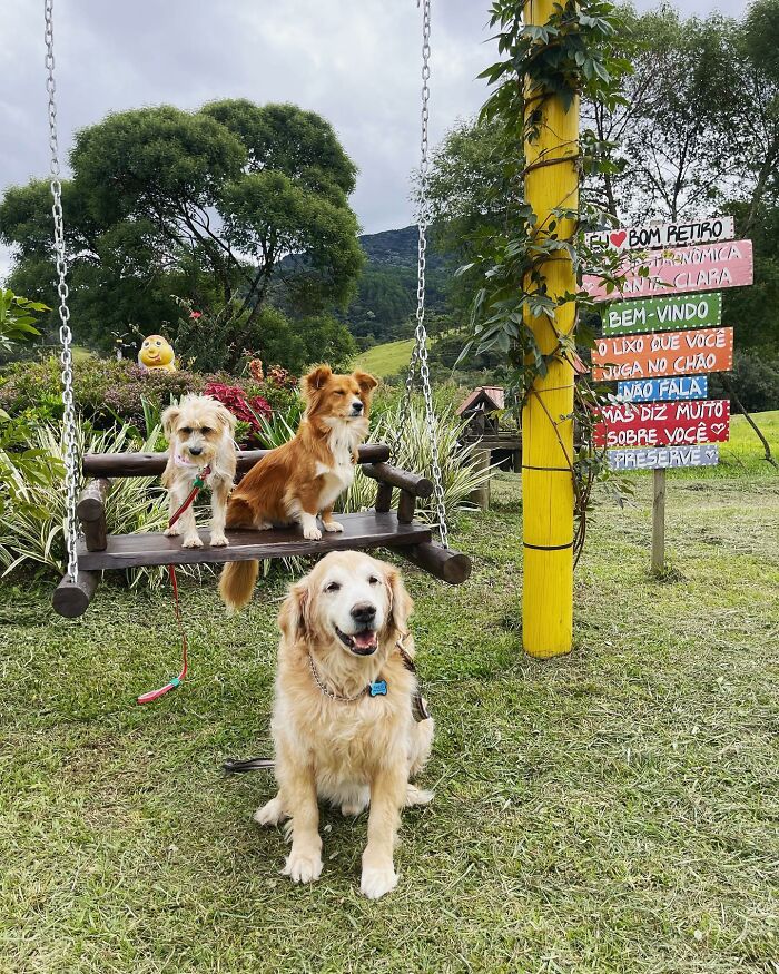 This Brave Golden Retriever Touched Thousands Of Lives Before Passing Away