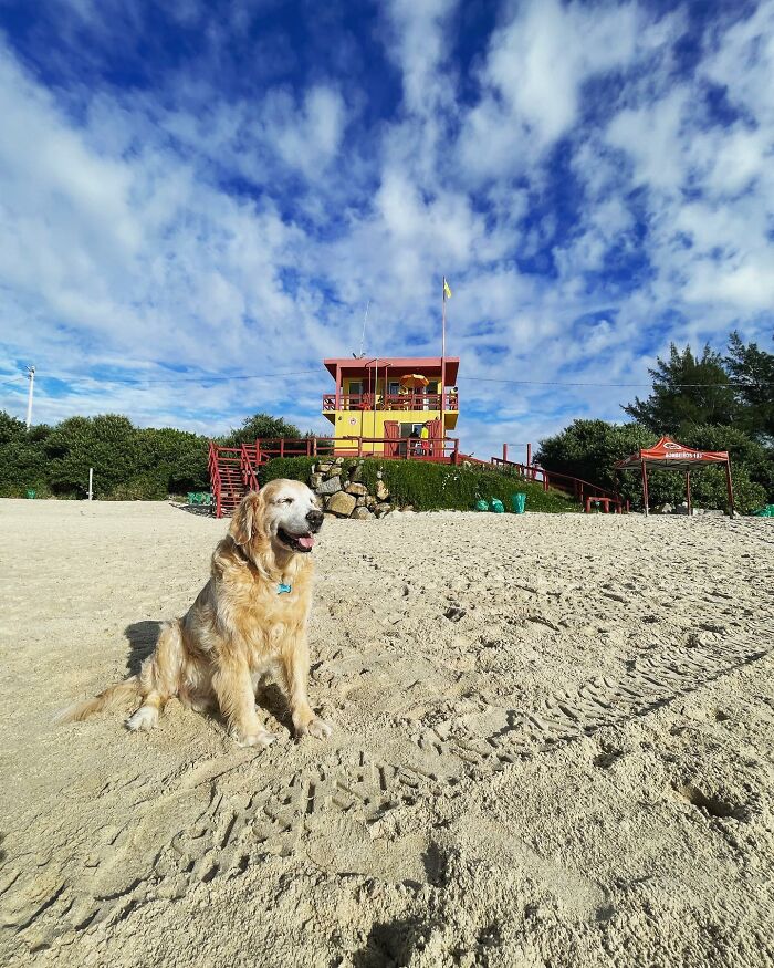 This Brave Golden Retriever Touched Thousands Of Lives Before Passing Away
