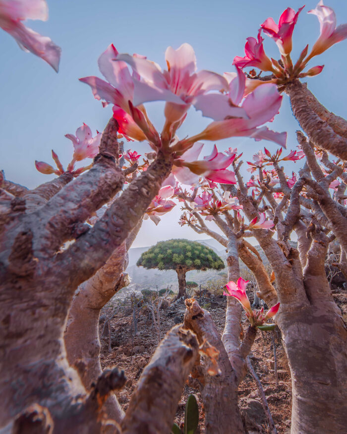 I Was Among the First Travelers To Socotra, And It Surpassed My Wildest Dreams (40 Pics)