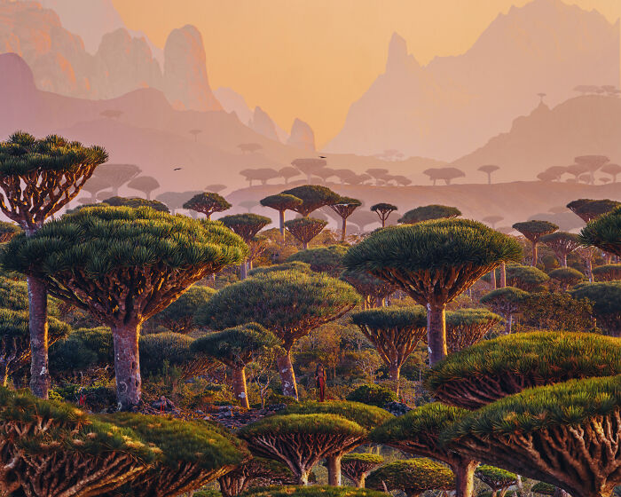 I Was Among the First Travelers To Socotra, And It Surpassed My Wildest Dreams (40 Pics)