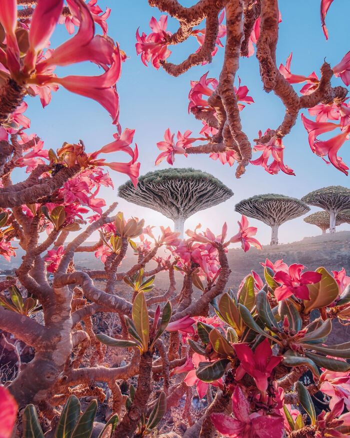 I Was Among the First Travelers To Socotra, And It Surpassed My Wildest Dreams (40 Pics)