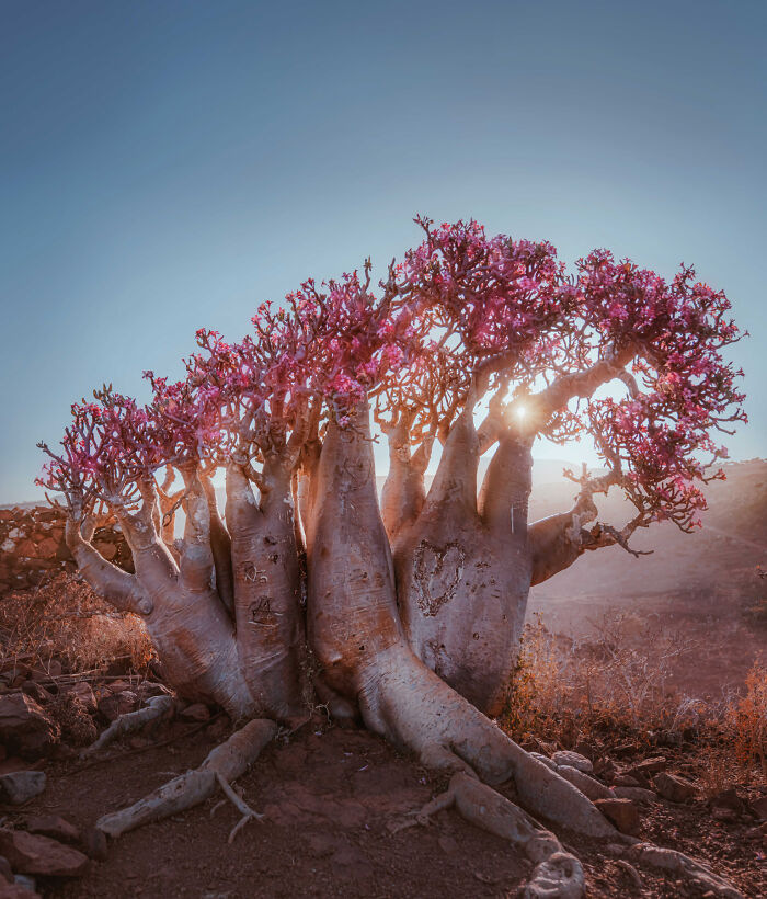 I Was Among the First Travelers To Socotra, And It Surpassed My Wildest Dreams (40 Pics)