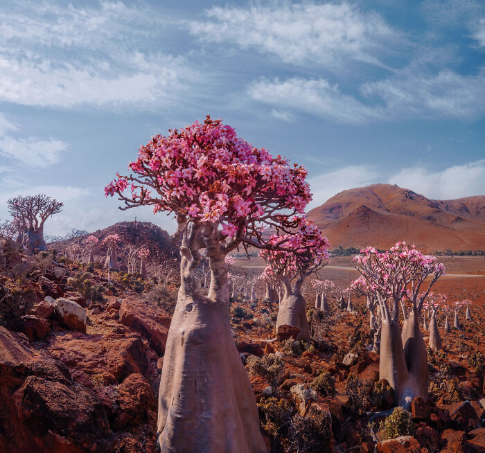I Was Among the First Travelers To Socotra, And It Surpassed My Wildest Dreams (40 Pics)