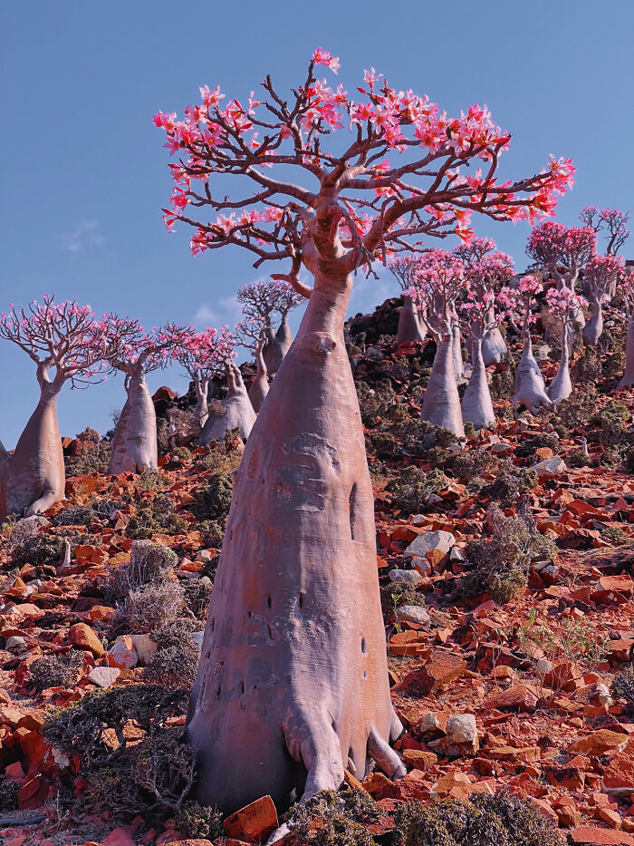 I Was Among the First Travelers To Socotra, And It Surpassed My Wildest Dreams (40 Pics)