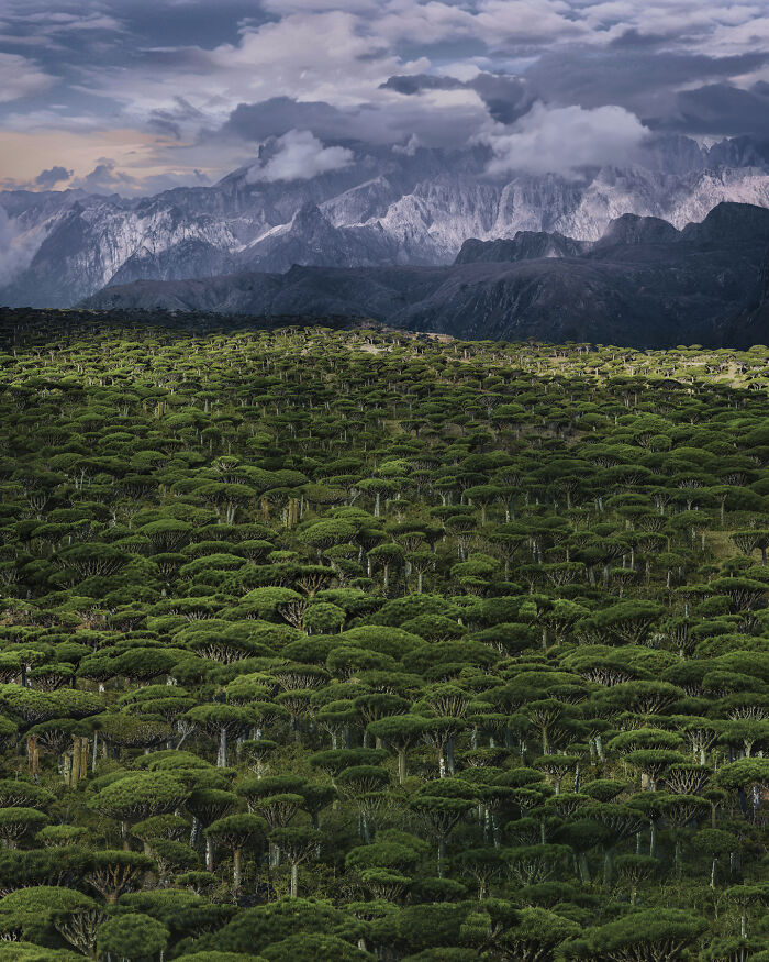 I Was Among the First Travelers To Socotra, And It Surpassed My Wildest Dreams (40 Pics)
