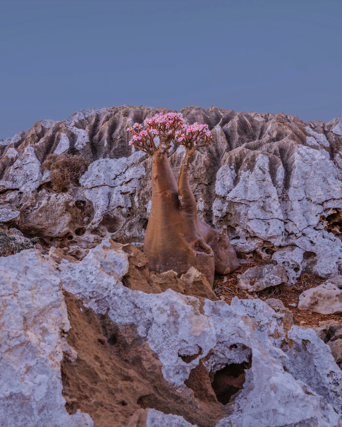 I Was Among the First Travelers To Socotra, And It Surpassed My Wildest Dreams (40 Pics)