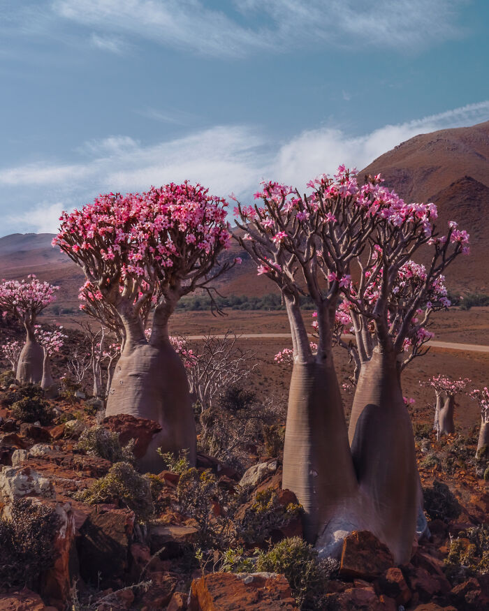 I Was Among the First Travelers To Socotra, And It Surpassed My Wildest Dreams (40 Pics)