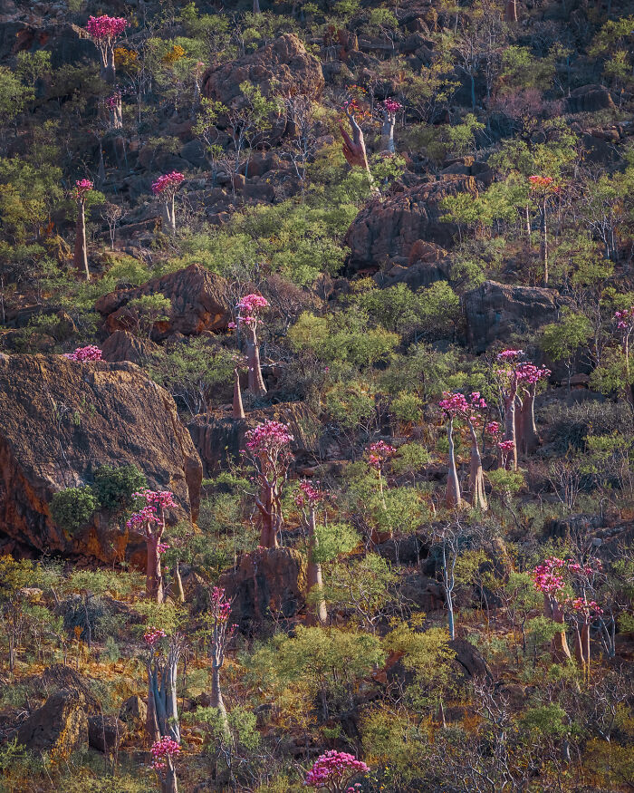 I Was Among the First Travelers To Socotra, And It Surpassed My Wildest Dreams (40 Pics)