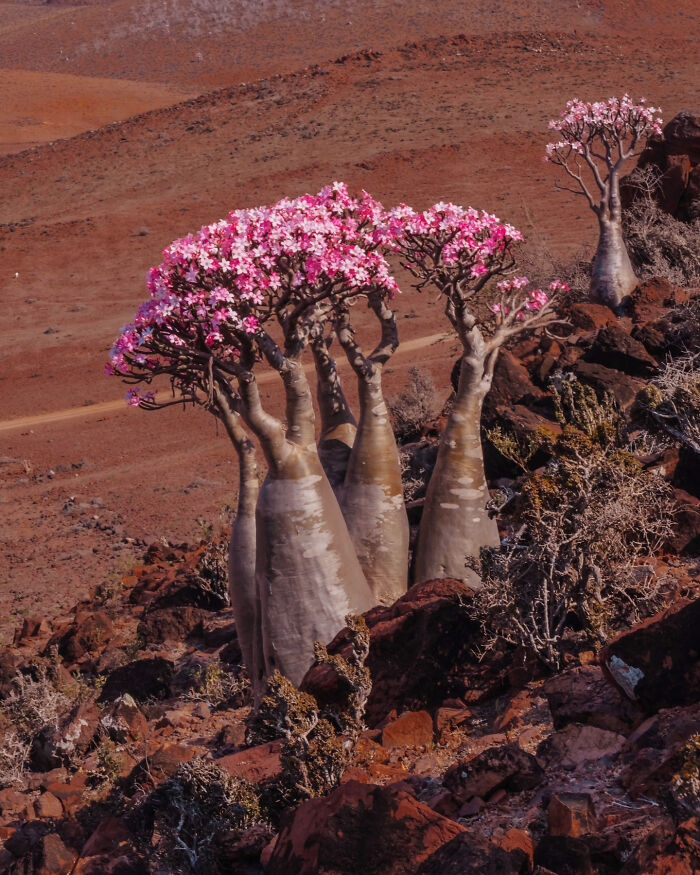 I Was Among the First Travelers To Socotra, And It Surpassed My Wildest Dreams (40 Pics)