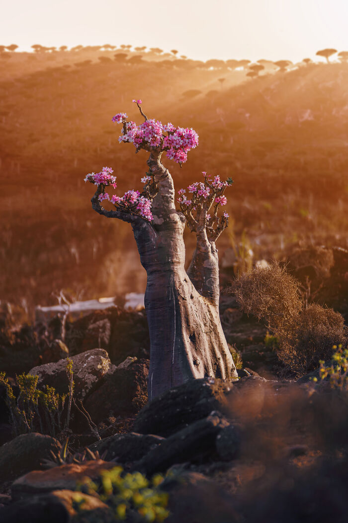 I Was Among the First Travelers To Socotra, And It Surpassed My Wildest Dreams (40 Pics)