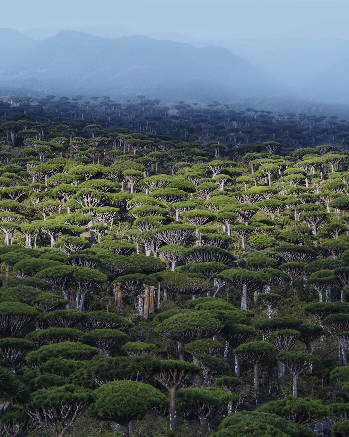 I Was Among the First Travelers To Socotra, And It Surpassed My Wildest Dreams (40 Pics)