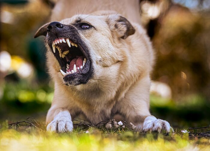 Hey Pandas, Knocked Down By A Neighbor’s Dog And Falsely Accused, How Should I Protect Myself?