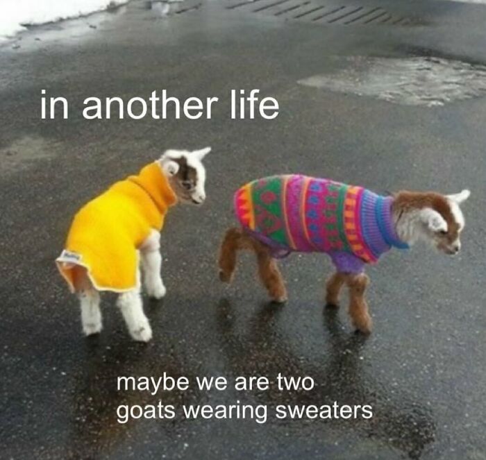 113 Pics To Give You Your Daily Serotonin Boost (New Pics) 113 Pics To Give You Your Daily Serotonin Boost (New Pics)