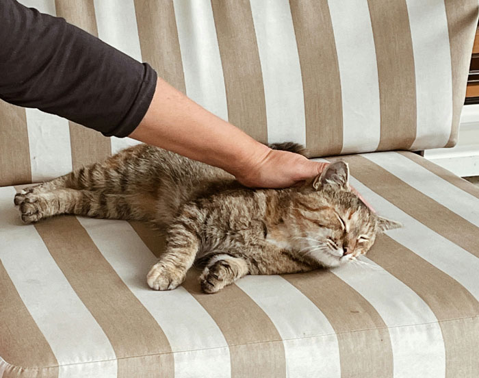 Man Cancels Date And Vacay With GF For His Sick Cat, She&#8217;s Irked He Never Puts Her Before The Pet