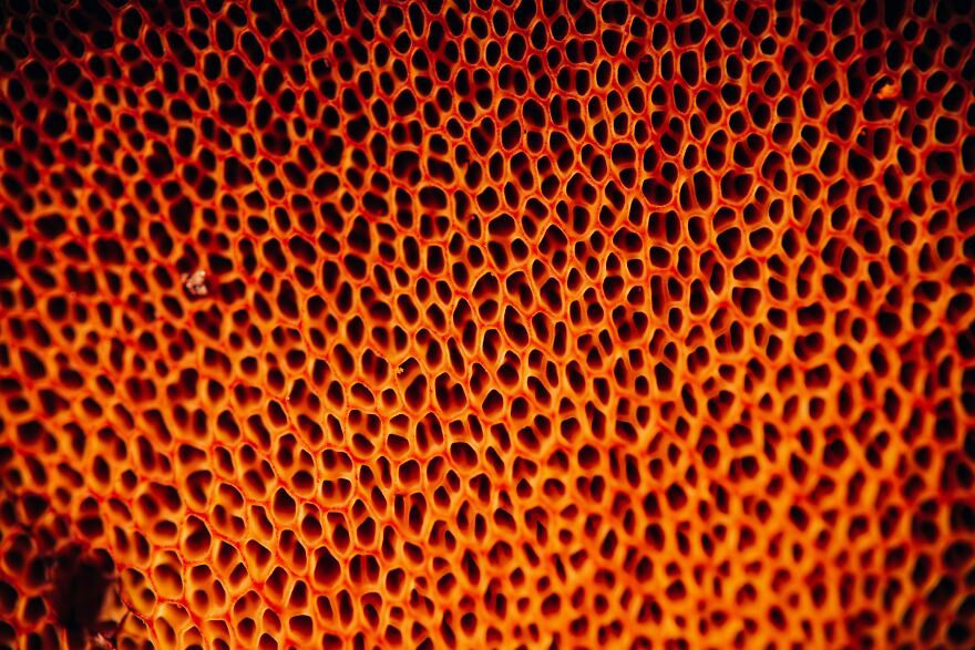 Trypophobia Explained: Why Your Brain Reacts To Tiny Holes Trypophobia Explained: Why Your Brain Reacts To Tiny Holes