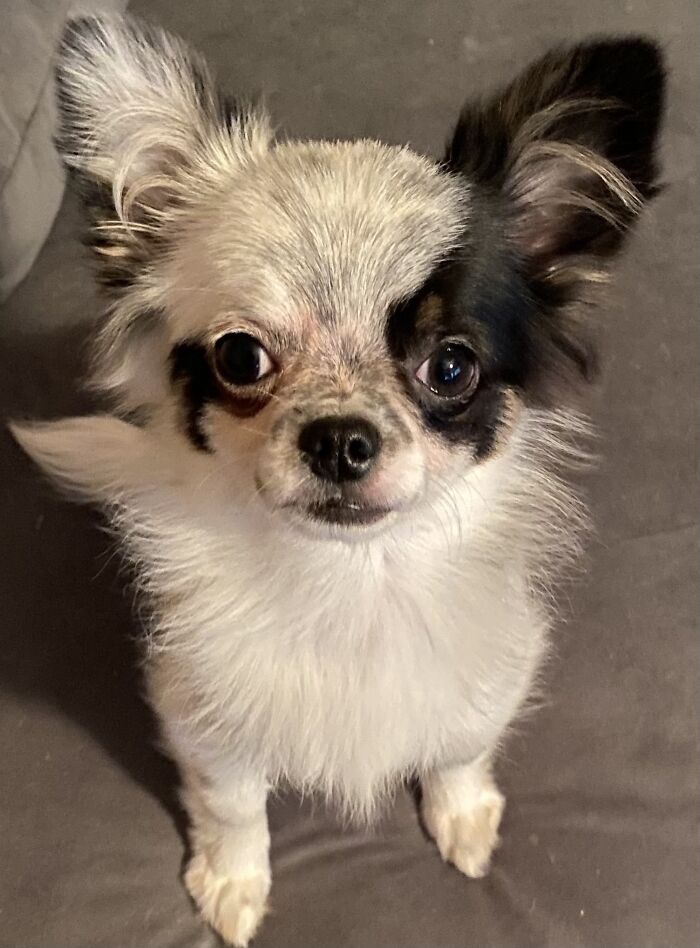 Life Of A Crazy Chihuahua Mama (35 Pics)