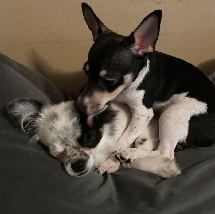 Life Of A Crazy Chihuahua Mama (35 Pics)
